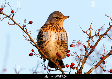 F Turdus Fieldfare perché en haut d'aubépine baies re haie avec ciel bleu contre l'abbotsley cambridgeshire Banque D'Images