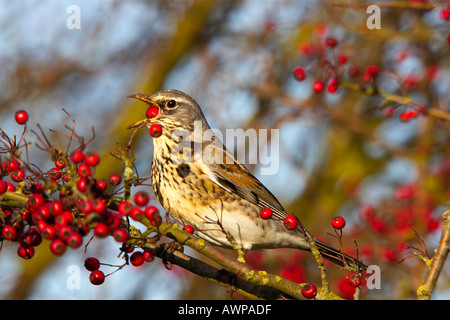 F Turdus Fieldfare avec hawthorn berrie dans bec perché dans l'aubépine hedge abbotsley cambridgeshire Banque D'Images