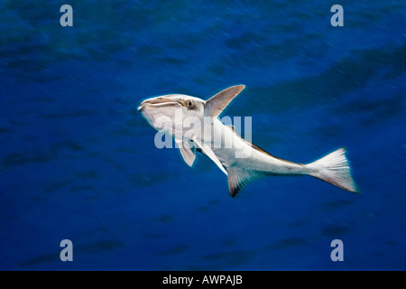 Echeneis naucrates, Sharksucker, West End, Grand Bahama, Bahamas, Océan Atlantique Banque D'Images