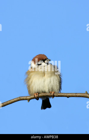 Moineau friquet Passer montanus assis sur une branche contre le ciel bleu de l'été leys northamptonshire Banque D'Images