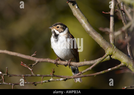 Emberiza schoeniclus Reed perchées sur des rameaux à la recherche de l'été alerte leys northamptonshire Banque D'Images