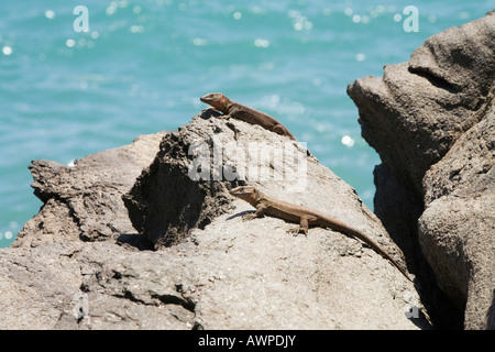 Deux lézards géants Gran Canaria (Gallotia stehlini), îles Canaries, Espagne, l'Océan Atlantique Banque D'Images