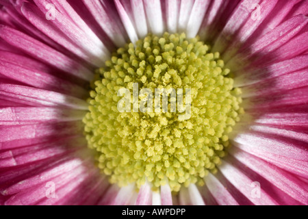 Daisy (Bellis perennis) pétales, 'Rob Roy' Variété Banque D'Images