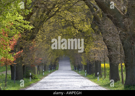 Chemin bordé d'arbres sur l'île de Rügen, Mecklembourg-Poméranie-Occidentale, Allemagne, Europe Banque D'Images