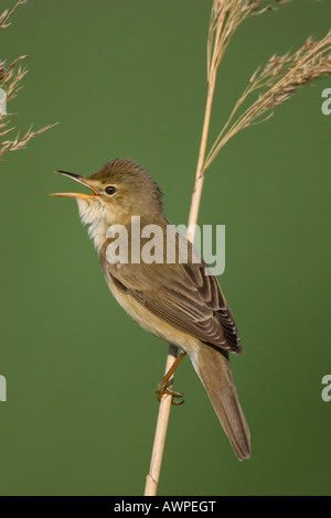 Marsh Warbler (Acrocephalus palustris), le lac Neusiedler See, Autriche, Europe Banque D'Images