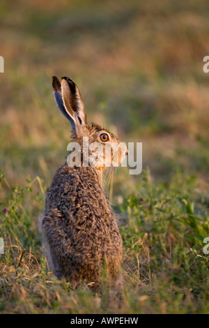 - Européenne ou Lièvre Brun (Lepus europaeus), lac Neusiedler See, Autriche, Europe Banque D'Images