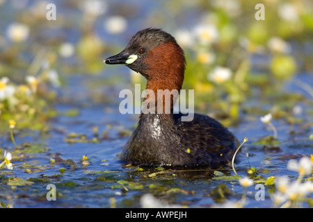 Grèbe castagneux (Tachybaptus ruficollis), l'Estrémadure, Espagne, Europe Banque D'Images