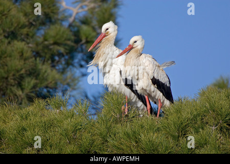 Cigognes blanches (Ciconia ciconia), l'Estrémadure, Espagne, Europe Banque D'Images