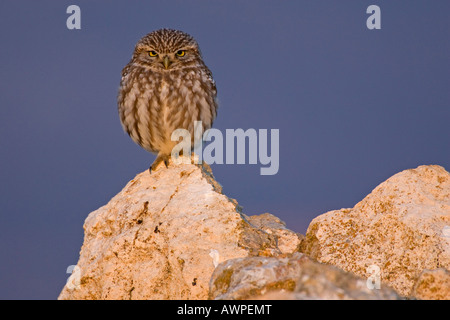 Chouette chevêche (Athene noctua), l'Estrémadure, Espagne, Europe Banque D'Images