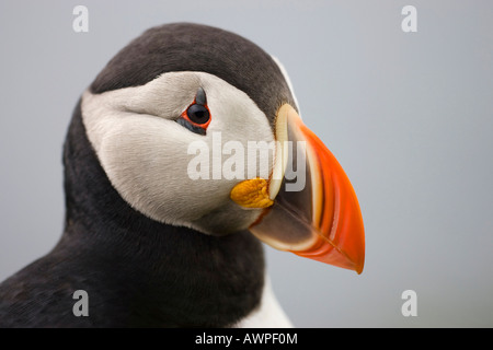 Portrait d'un macareux moine (Fratercula arctica), Látrabjarg, l'Islande, l'Océan Atlantique Banque D'Images