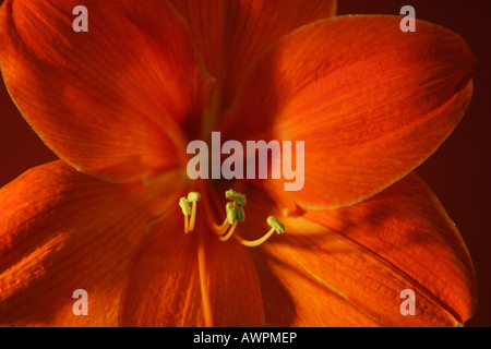 Rouge Orange Blossom, Hippeastrum Banque D'Images