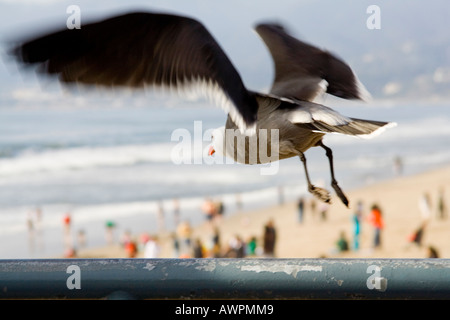 Mouette en tenant avec des ailes de vol, battement à bas sur points de personnes à la plage. Banque D'Images