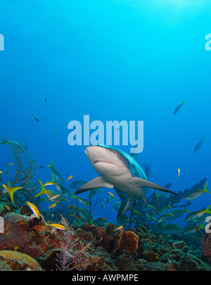 Requin de récif des Caraïbes, Carcharhinus perezi, plus de barrière de corail, West End, Bahamas, Océan Atlantique Banque D'Images