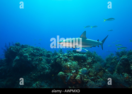 Les requins de récif des Caraïbes, Carcharhinus perezi, plus de barrière de corail, West End, Bahamas, Océan Atlantique Banque D'Images