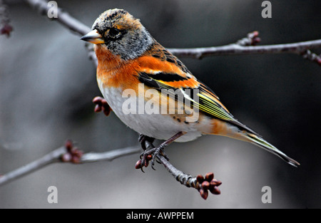 Pinson du nord (Fringilla montifringilla) qui passent l'hiver en Allemagne, Europe Banque D'Images