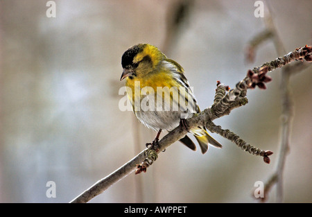 Tarin des pins (Carduelis spinus eurasienne) Banque D'Images