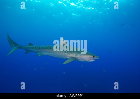 Requin tigre, Galeocerdo cuvier, West End, Bahamas, Océan Atlantique Banque D'Images