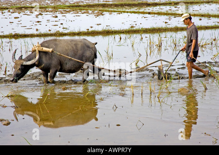 Agriculteur laboure un champ de riz paddy, Vietnam, Asie Banque D'Images