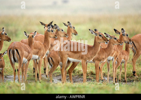 Groupe d'impalas (Aepyceros melampus), debout sous la pluie, le lac Nakuru, Kenya, Africa Banque D'Images