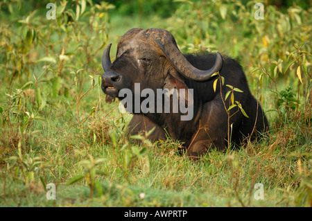 L'Afrique ou buffle (Syncerus caffer), le lac Nakuru, Kenya, Africa Banque D'Images