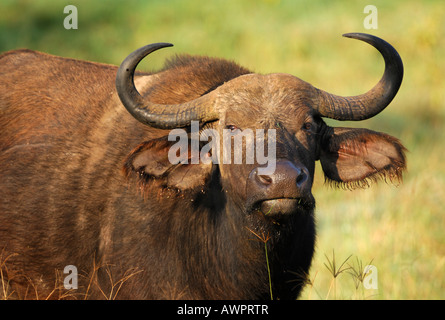 Portrait d'une Africaine ou buffle (Syncerus caffer), le lac Nakuru, Kenya, Africa Banque D'Images