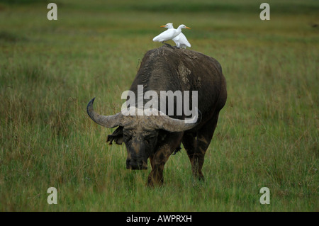 Buffle africain ou buffle (Syncerus caffer) avec deux hérons sur son dos le lac Nakuru Kenya Afrique Banque D'Images