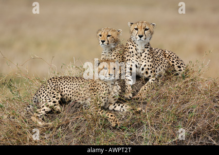 Le Guépard (Acinonyx jubatus) avec deux oursons allongé dans l'herbe, Masai Mara, Kenya, Afrique Banque D'Images