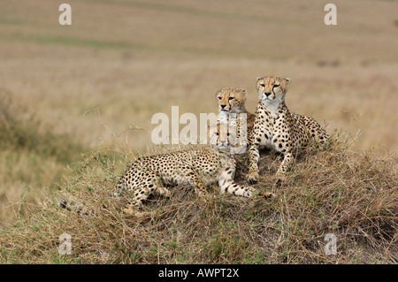 Le Guépard (Acinonyx jubatus) avec deux oursons allongé dans l'herbe, Masai Mara, Kenya, Afrique Banque D'Images