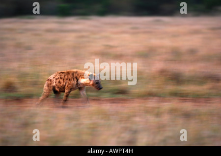 L'Hyène tachetée (Crocuta crocuta), Masai Mara, Kenya, Afrique Banque D'Images