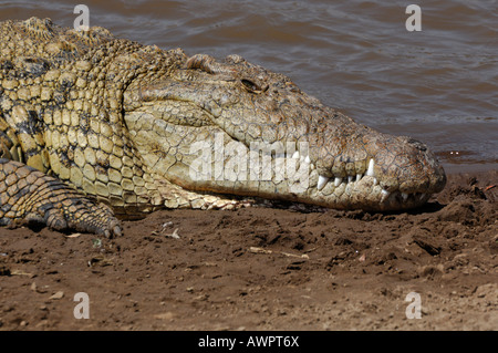 Le crocodile du Nil (Crocodilus niloticus) à la rivière Mara, Kenya, Afrique Banque D'Images