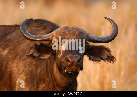 Buffle d'Afrique (Syncerus caffer), portrait, Masai Mara, Kenya, Afrique Banque D'Images