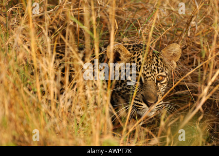 Les jeunes Leopard (Panthera pardus) camouflé, Masai Mara, Kenya, Afrique Banque D'Images