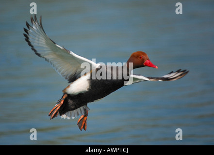 Nette rousse (Netta rufina) taking flight, Zuger Lake, Suisse, Europe Banque D'Images