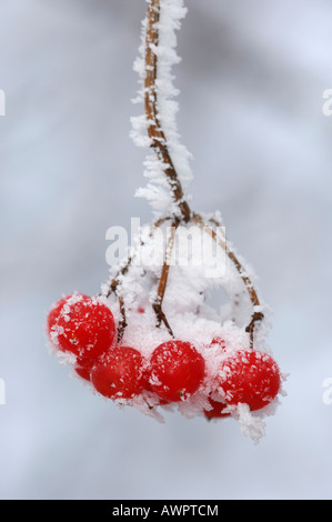 Couverte de givre Rowan européenne (Sorbus aucuparia) fruits Banque D'Images