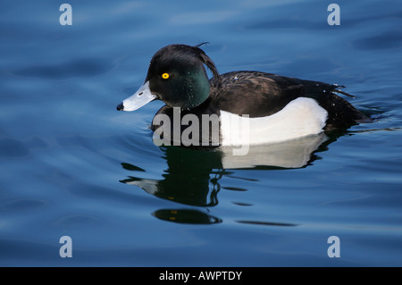 Fuligule morillon (Aythya fuligula) Banque D'Images