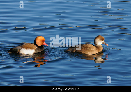 Paire de Red-crested fuligules (Netta rufina) Nager dans Zugersee (Zuger Lake), Suisse, Europe Banque D'Images