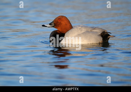 Fuligule Milouin (Aythya ferina) se dorant dans le soleil du soir, Flachsee (Flach Lake), Suisse, Europe Banque D'Images