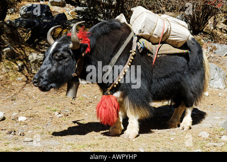 Yak avec fardeau, parc national de Sagarmatha, Khumbu Himal, Népal Banque D'Images