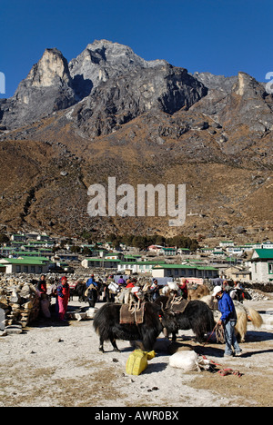 Caravane de yaks tibétains au village Sherpa, Khumjung sainte montagne Khumbi Yul Lha (Khumbila, 5761), Parc national de Sagarmatha, Khumb Banque D'Images