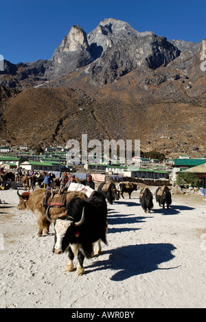 Caravane de yaks tibétains au village Sherpa, Khumjung sainte montagne Khumbi Yul Lha (Khumbila, 5761), Parc national de Sagarmatha, Khumb Banque D'Images