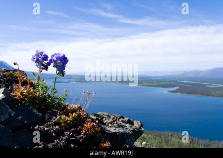 L'échelle de Jacob, Polemonium pulcherrimum, Cathleen Lake, Territoire du Yukon, Canada Banque D'Images