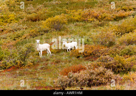 Le mouflon de Dall (Ovis dalli) marche sur la toundra d'automne, Alaska, USA Banque D'Images