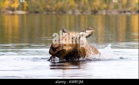 Portrait, l'orignal ou élan gc (Alces alces) dans Big Salmon Lake, manger, Territoire du Yukon, Canada Banque D'Images