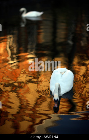 Deux cygnes sur la Tamise à Oxford Banque D'Images