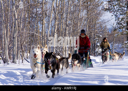 L'équipe de chien de traîneau à cheval dans une forêt couverte de neige, Territoire du Yukon, Canada Banque D'Images