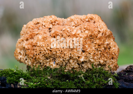 Champignon chou-fleur Sparassis crispa croissant sur la souche de pin moussus lodge sandy bedfordshire avec belle arrière-plan flou Banque D'Images