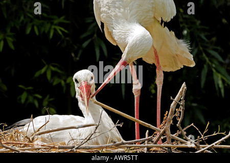 Paire affectueux cigogne blanche (Ciconia ciconia), Zoo de Zurich, Zurich, Switzerland, Europe Banque D'Images