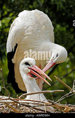 Paire affectueux cigogne blanche (Ciconia ciconia), Zoo de Zurich, Zurich, Switzerland, Europe Banque D'Images