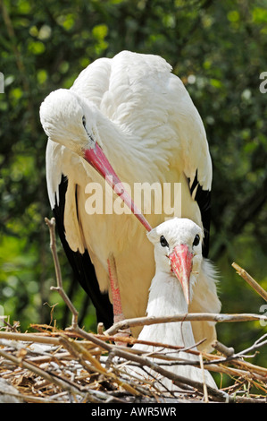 Paire affectueux cigogne blanche (Ciconia ciconia), Zoo de Zurich, Zurich, Switzerland, Europe Banque D'Images