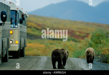 Les touristes de prendre des photos à partir de la navette de bus, Denali National Park, Alaska, USA Banque D'Images